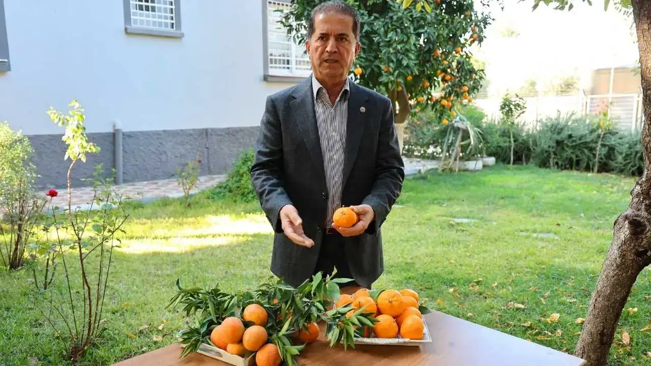 Adana’da Mandalina Fiyatları Dip Yaptı: Hasat Var, Alıcı Yok! 4